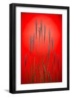 Fountain Grass In Red-Steve Gadomski-Framed Premium Photographic Print