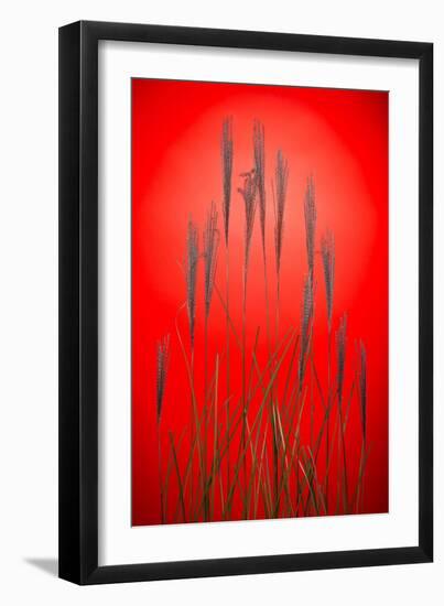 Fountain Grass In Red-Steve Gadomski-Framed Premium Photographic Print