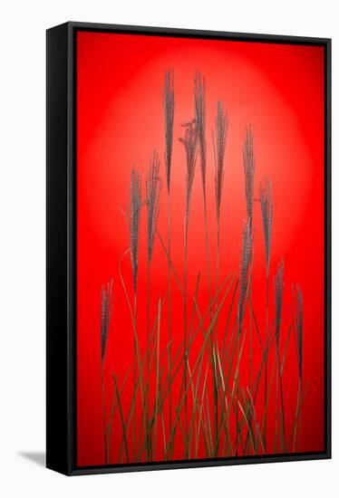 Fountain Grass In Red-Steve Gadomski-Framed Stretched Canvas