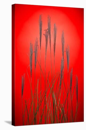 Fountain Grass In Red-Steve Gadomski-Stretched Canvas