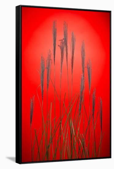 Fountain Grass In Red-Steve Gadomski-Framed Stretched Canvas