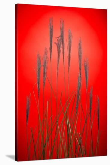 Fountain Grass In Red-Steve Gadomski-Stretched Canvas