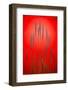 Fountain Grass In Red-Steve Gadomski-Framed Photographic Print