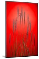 Fountain Grass In Red-Steve Gadomski-Mounted Photographic Print