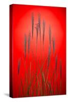 Fountain Grass In Red-Steve Gadomski-Stretched Canvas