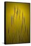 Fountain Grass In Yellow Number 2-Steve Gadomski-Framed Stretched Canvas