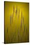 Fountain Grass In Yellow Number 2-Steve Gadomski-Stretched Canvas