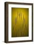 Fountain Grass In Yellow Number 2-Steve Gadomski-Framed Photographic Print