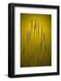 Fountain Grass In Yellow Number 2-Steve Gadomski-Framed Photographic Print