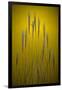 Fountain Grass In Yellow Number 2-Steve Gadomski-Framed Premium Photographic Print