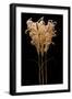 Fountain Grass-Steve Gadomski-Framed Photographic Print