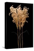 Fountain Grass-Steve Gadomski-Stretched Canvas