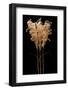 Fountain Grass-Steve Gadomski-Framed Photographic Print