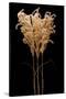 Fountain Grass-Steve Gadomski-Stretched Canvas