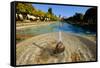 Fountain in the Alcazar De Los Reyes Cristianos, Cordoba, Andalucia, Spain-Carlo Morucchio-Framed Stretched Canvas