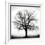 Fountain Oak-Jamie Cook-Framed Giclee Print