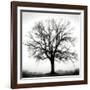 Fountain Oak-Jamie Cook-Framed Giclee Print
