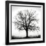 Fountain Oak-Jamie Cook-Framed Giclee Print