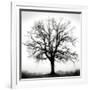 Fountain Oak-Jamie Cook-Framed Giclee Print