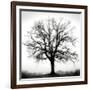 Fountain Oak-Jamie Cook-Framed Giclee Print