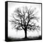 Fountain Oak-Jamie Cook-Framed Stretched Canvas