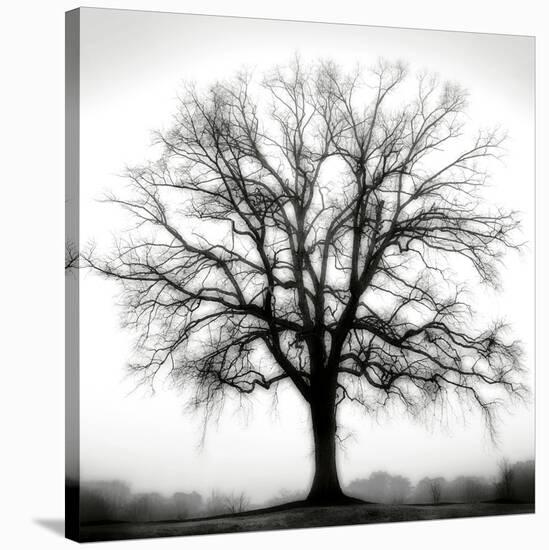 Fountain Oak-Jamie Cook-Stretched Canvas
