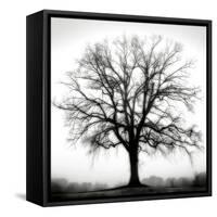 Fountain Oak-Jamie Cook-Framed Stretched Canvas