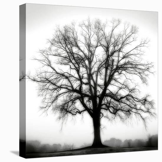 Fountain Oak-Jamie Cook-Stretched Canvas