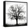 Fountain Oak-Jamie Cook-Framed Stretched Canvas