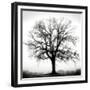 Fountain Oak-Jamie Cook-Framed Giclee Print