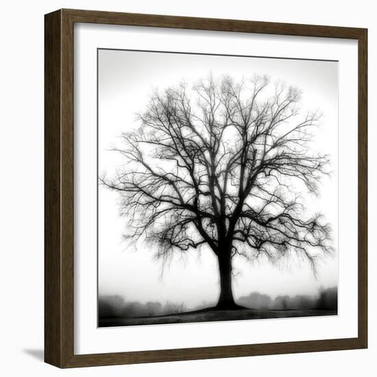 Fountain Oak-Jamie Cook-Framed Giclee Print