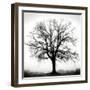 Fountain Oak-Jamie Cook-Framed Giclee Print