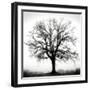 Fountain Oak-Jamie Cook-Framed Giclee Print