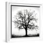 Fountain Oak-Jamie Cook-Framed Giclee Print