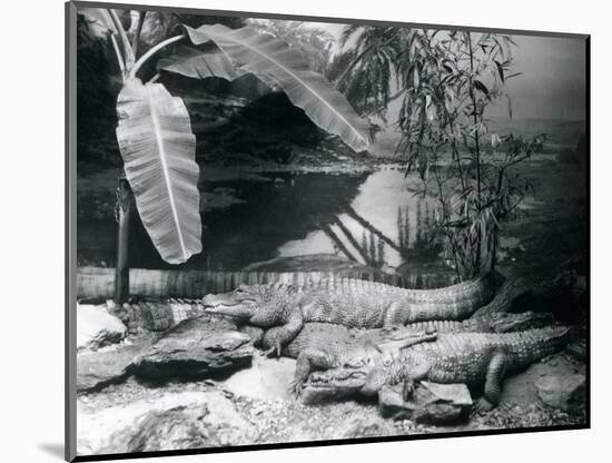 Four Alligators, in a Panorama Setting with a Banana Tree, at London Zoo in 1929 (B/W Photo)-Frederick William Bond-Mounted Giclee Print