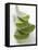 Four Aloe Vera Leaves, in a Pile-null-Framed Stretched Canvas