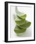 Four Aloe Vera Leaves, in a Pile-null-Framed Photographic Print