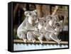 Four Australian Koalas are Shown on a Fence at Dreamworld on Queensland's Gold Coast-null-Framed Stretched Canvas