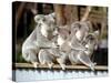 Four Australian Koalas are Shown on a Fence at Dreamworld on Queensland's Gold Coast-null-Stretched Canvas