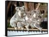 Four Australian Koalas are Shown on a Fence at Dreamworld on Queensland's Gold Coast-null-Framed Stretched Canvas