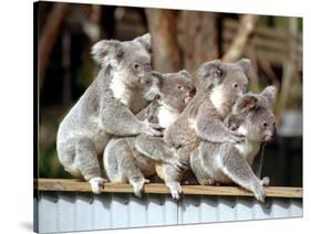 Four Australian Koalas are Shown on a Fence at Dreamworld on Queensland's Gold Coast-null-Stretched Canvas