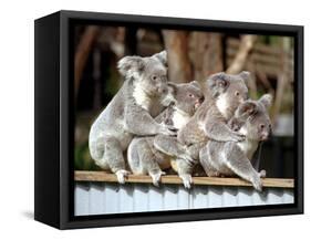 Four Australian Koalas are Shown on a Fence at Dreamworld on Queensland's Gold Coast-null-Framed Stretched Canvas