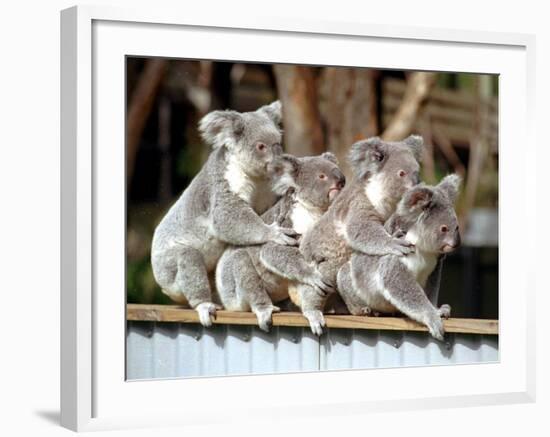 Four Australian Koalas are Shown on a Fence at Dreamworld on Queensland's Gold Coast-null-Framed Photographic Print