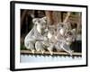 Four Australian Koalas are Shown on a Fence at Dreamworld on Queensland's Gold Coast-null-Framed Photographic Print