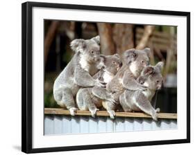 Four Australian Koalas are Shown on a Fence at Dreamworld on Queensland's Gold Coast-null-Framed Photographic Print