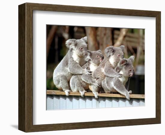 Four Australian Koalas are Shown on a Fence at Dreamworld on Queensland's Gold Coast-null-Framed Photographic Print