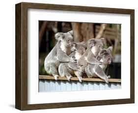 Four Australian Koalas are Shown on a Fence at Dreamworld on Queensland's Gold Coast-null-Framed Photographic Print