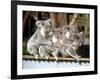 Four Australian Koalas are Shown on a Fence at Dreamworld on Queensland's Gold Coast-null-Framed Photographic Print