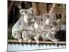 Four Australian Koalas are Shown on a Fence at Dreamworld on Queensland's Gold Coast-null-Mounted Photographic Print