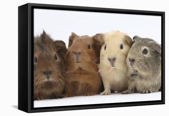 Four Baby Guinea Pigs, Each a Different Colour-Mark Taylor-Framed Stretched Canvas